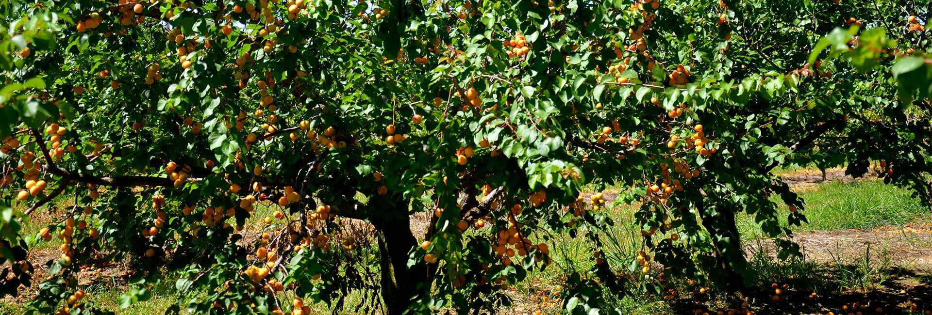 Karataşlar Kayısı